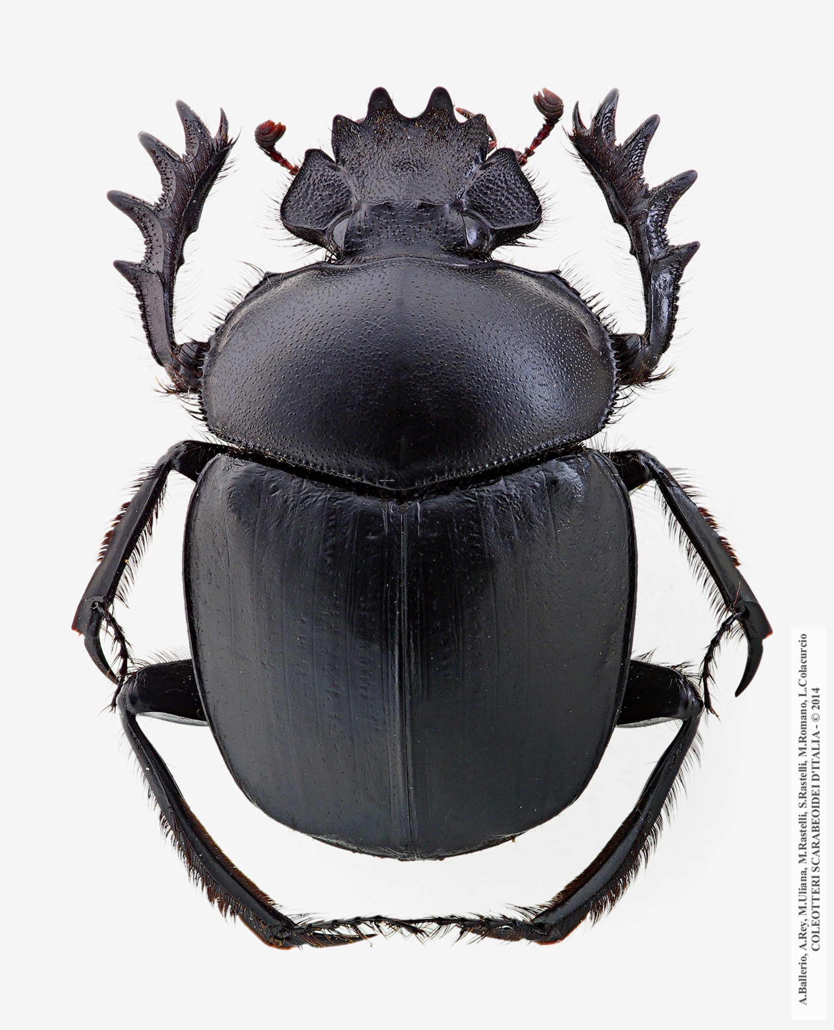 Scarabaeus typhon